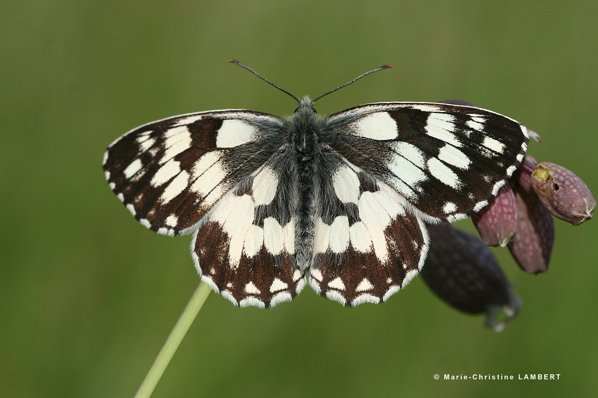 Photo d'un papillon Demi-deuil (Melanargia galathea)